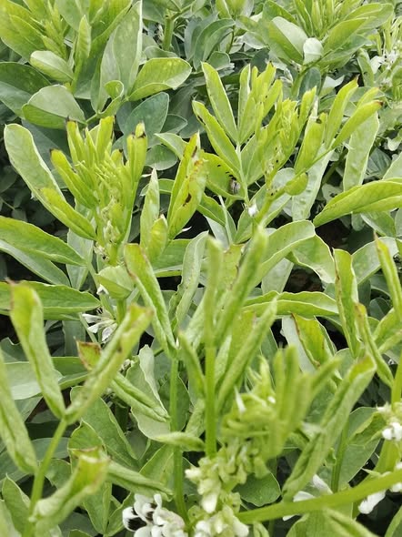 ممكن تشخيص للمرض ده و ايه وايه افضل علاج ليه